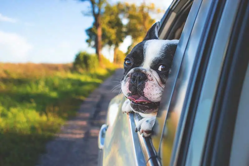 Preparing to move with pets in Brantford