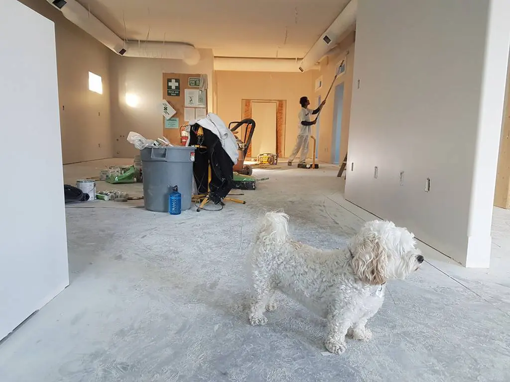 Planning for pets when moving houses